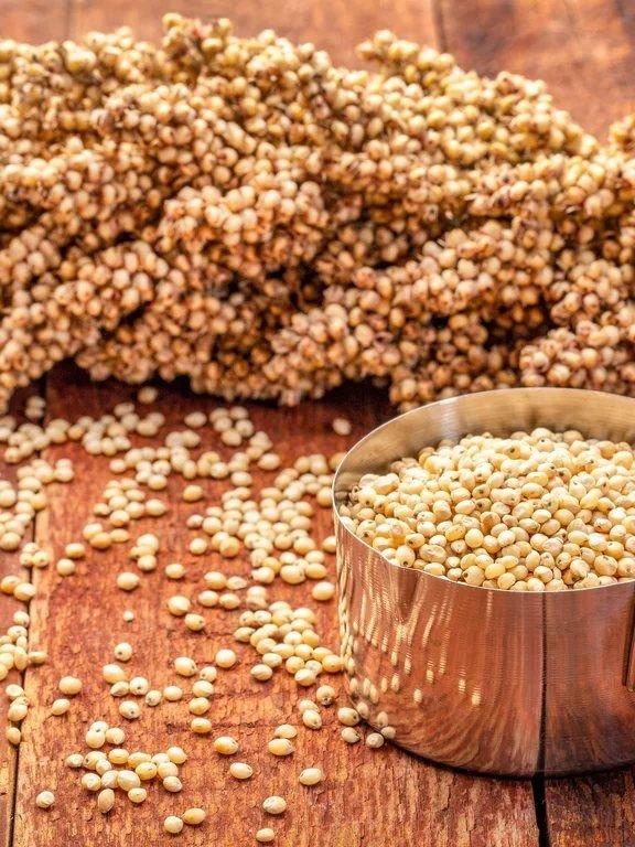 Sorghum (Jowar)