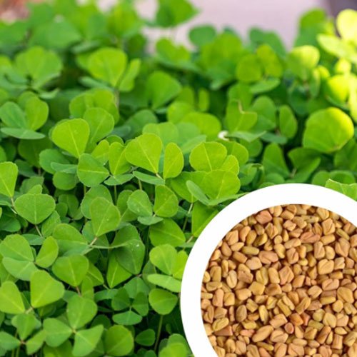 Fenugreek (Methi)